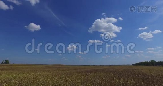 秋天的风景。 在干燥的向日葵的田野上飞翔。 天空，美丽的画面视频