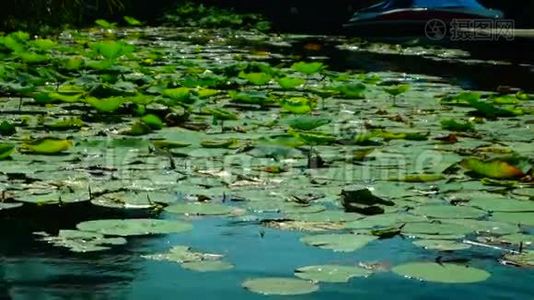 莲叶上的水滴(NelumboNucifera)和带声音的波浪视频