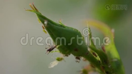 玫瑰石（玫瑰花蕾）与寄生虫，宏视频