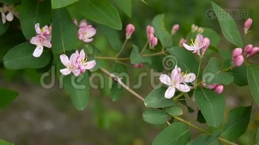 春季花枝上的金银花视频