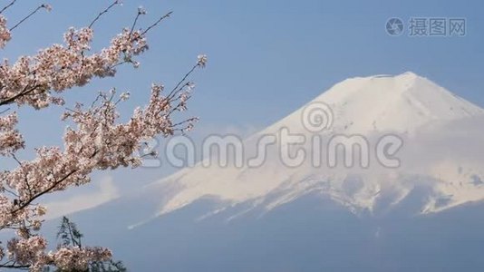 樱花与山。 春季富士山视频