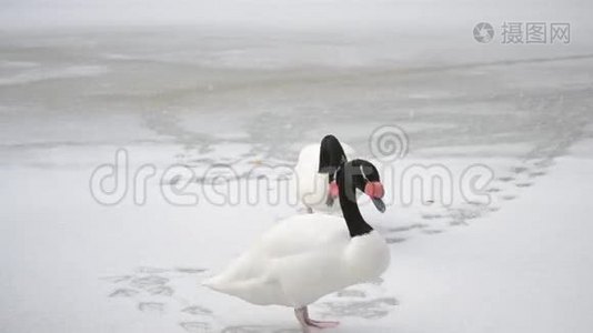 两只黑颈天鹅走在雪地上视频