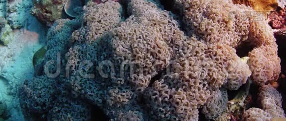 令人惊叹的彩色LPS锤珊瑚视频