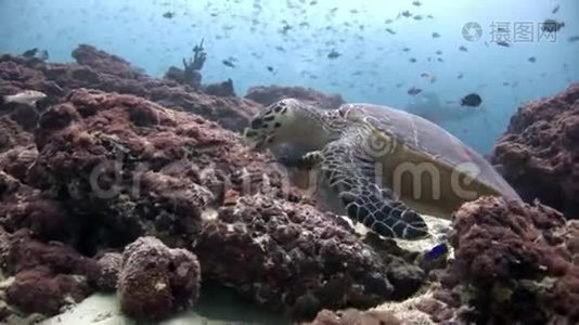 海龟和潜水员在清洁的海底水下在马尔代夫。视频