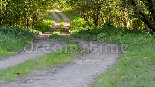 秋天白天城里的树在风中摇曳视频