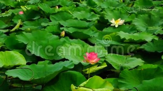 莲叶和花(NelumboNucifera)在湖、风和波浪上视频