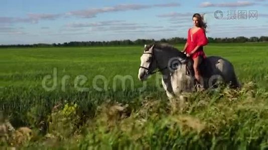 年轻漂亮的骑手骑着白马在田野上视频