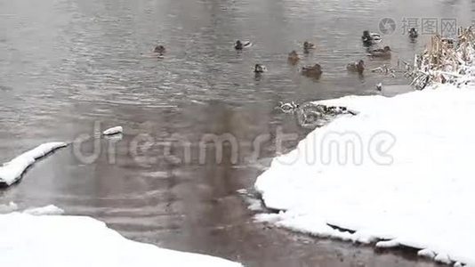 野鸭游泳视频