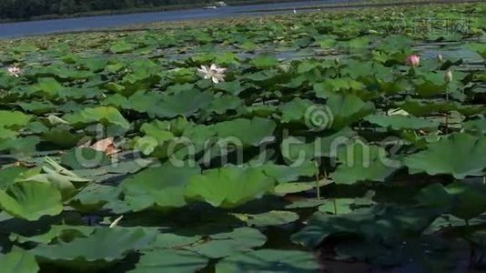 莲叶与花(NelumboNucifera)湖上，随风而动视频