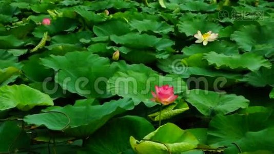 莲叶与花(NelumboNucifera)湖上，随风而动视频