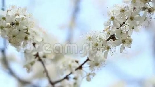 春天有花的树枝。 两枝盛开的樱花树视频