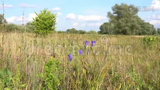 阳光明媚的夏日里的风景。视频