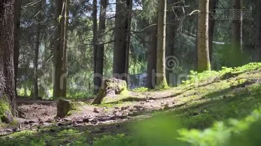 云杉树的天然森林视频