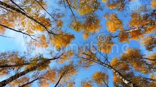 秋天的白桦林，树木在蓝色背景上随风摇摆，落叶飘落视频