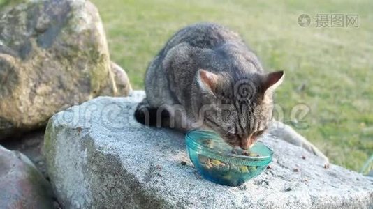 吃食物的猫视频