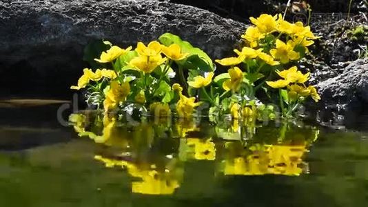 池塘水中的黄色珊瑚花视频