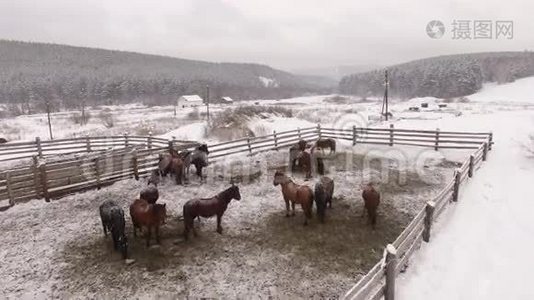 冬天围场里的马群。 空中飞行视频