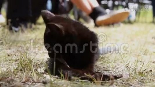 小黑猫。 可爱的小猫。 有趣的动物视频