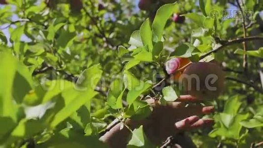 果园果树枝手摘苹果视频