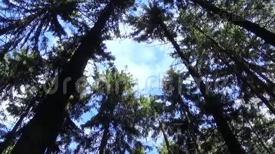 森林中的树梢镜头移动相机。 全景与斯塔迪加姆。视频