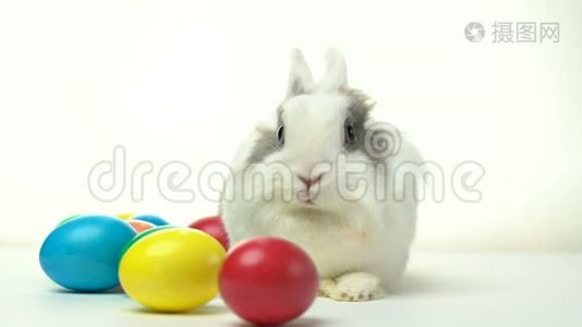 复活节兔子在白色背景上坐着五颜六色的鸡蛋视频
