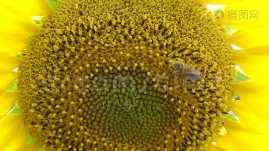 蜜蜂在向日葵上采集蜂蜜。 普通的向日葵视频