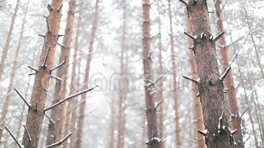 密森林的暴风雪.视频