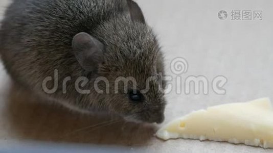 房子里的灰色老鼠在纸板箱里吃奶酪视频