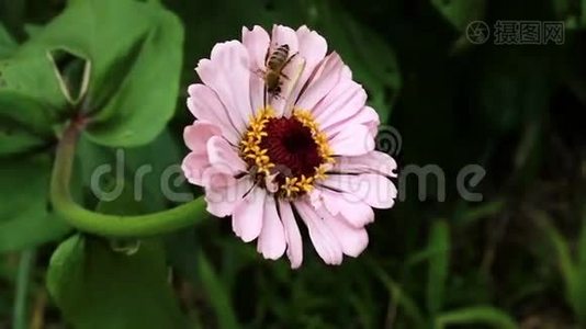 蜜蜂采黄粉花花粉视频