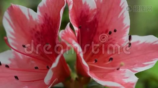 春天美丽的粉红色杜鹃花的特写。视频