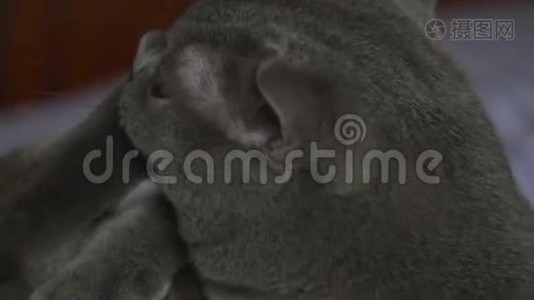 清洗和清洗英国短毛灰猫视频