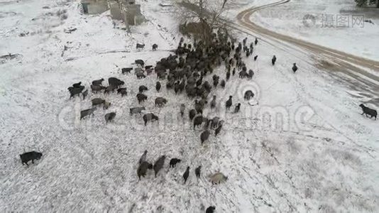 一群山羊正穿过白雪覆盖的森林寻找食物。 空中拍摄视频4k视频