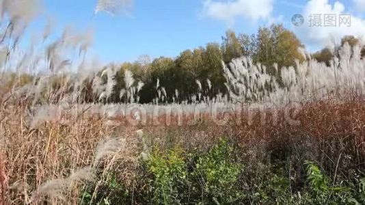 秋天，一根羽毛草在风的吹拂下摇动着天空和树木视频
