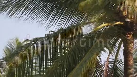 热带马尔代夫岛上有绿叶和阳光的棕榈树视频