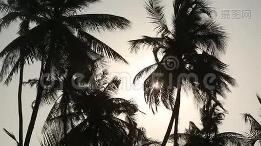 热带岛屿的棕榈树剪影，带绿叶和阳光视频