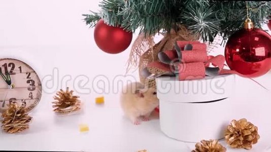 祝2020年新年快乐。 圣诞作文有老鼠，一年的象征.. 圣诞树附近的老鼠，礼品盒和视频