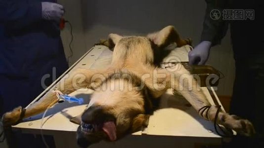 一只被麻醉的狗和两名医生站在旁边的兽医视频
