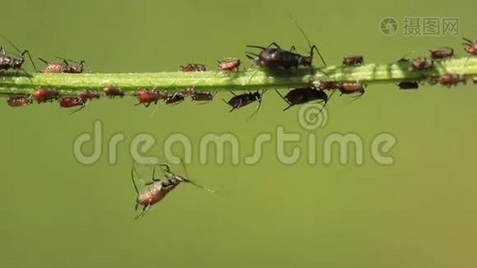 蚜虫视频