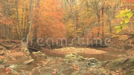 落在秋溪里的叶子视频
