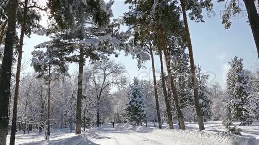 冬季公园降雪4K视频