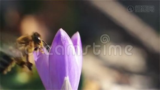 蜜蜂降落，进入念珠紫花视频