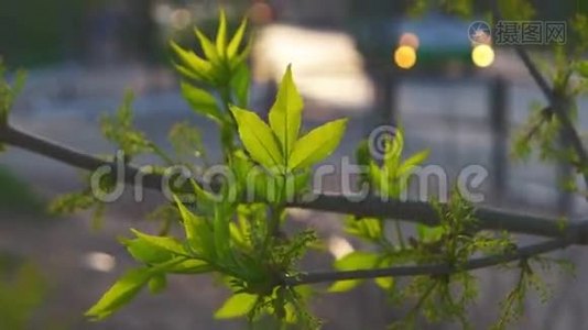 春天的叶子在风中。 美丽，和谐的公园细节与模糊的汽车视频