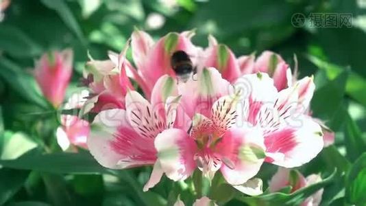 粉红色的花，大黄蜂的性失效日。 美丽的粉红花和大黄蜂慢动作视频