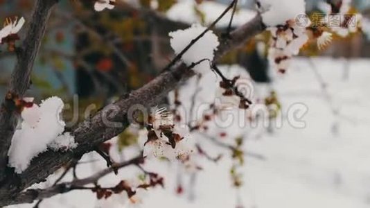 春天开花苹果树枝在雪地里视频