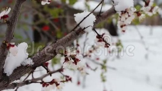 春天开花苹果树枝在雪地里视频