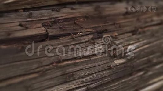 蚂蚁窝在木头上-火蚁爬在木头的旧房子上视频