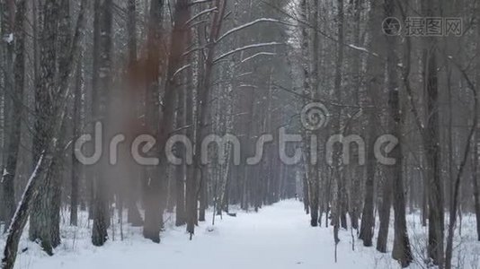 美丽的冬季景观，白雪覆盖的树木。视频