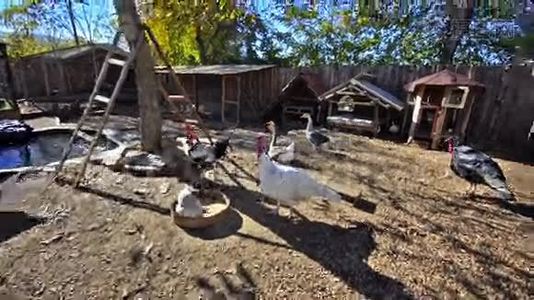 农场里的鸡、鹅和鸭子视频