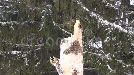 桦树树桩上的大山雀视频