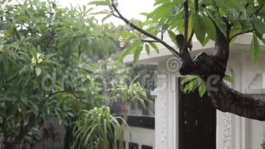 户外花园里的热带雨。 异国绿色和灰色背景。 巴厘岛，雨季。 印度尼西亚。视频